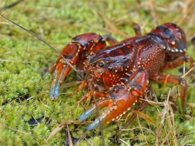 Euastacus crassus (Alpine Spiny Crayfish) at Paddys River, ACT - 17 Mar 2004 by MichaelMulvaney