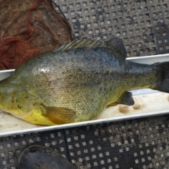 Macquaria ambigua (Golden Perch) at Googong Foreshore - 13 Nov 2009 by MichaelMulvaney