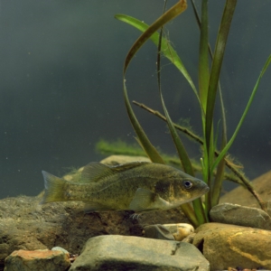 Macquaria ambigua at Yarrow, NSW - 13 Nov 2009 12:45 PM