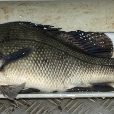 Macquaria australasica (Macquarie Perch) at Wambrook, NSW - 16 Apr 2009 by MichaelMulvaney