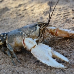 Euastacus armatus (Murray River Crayfish) at Greenway, ACT - 21 May 2015 by MichaelMulvaney