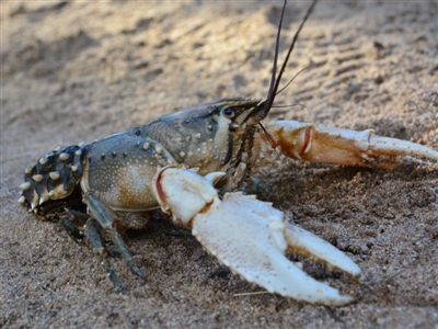 Euastacus armatus (Murray River Crayfish) at Greenway, ACT - 21 May 2015 by MichaelMulvaney