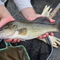 Maccullochella macquariensis (Trout Cod) at Paddys River, ACT - 25 Feb 2015 by MichaelMulvaney