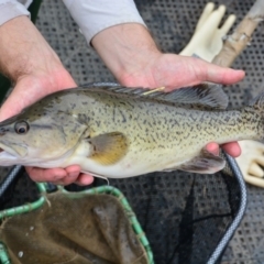 Maccullochella macquariensis at Paddys River, ACT - 25 Feb 2015