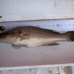 Maccullochella macquariensis (Trout Cod) at Namadgi National Park - 26 Mar 2004 by MichaelMulvaney