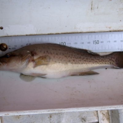 Maccullochella macquariensis (Trout Cod) at Namadgi National Park - 25 Mar 2004 by MichaelMulvaney