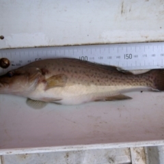 Maccullochella macquariensis (Trout Cod) at Bendora Reservoir - 25 Mar 2004 by MichaelMulvaney