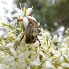 Neorrhina punctatum (Spotted flower chafer) at Molonglo Valley, ACT - 4 Jan 2017 by AndyRussell