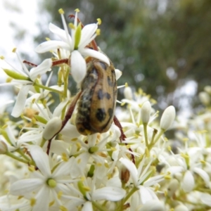 Neorrhina punctatum at Molonglo Valley, ACT - 4 Jan 2017 11:20 AM