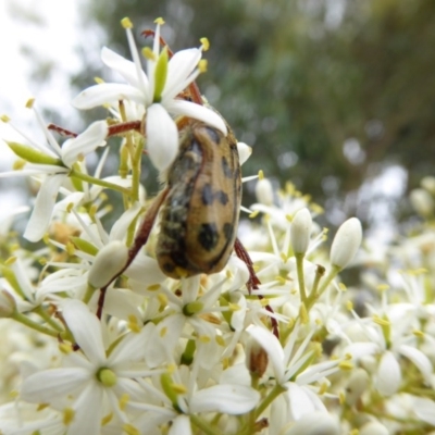 Neorrhina punctatum (Spotted flower chafer) at Sth Tablelands Ecosystem Park - 4 Jan 2017 by AndyRussell