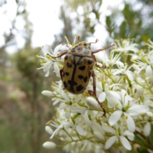 Neorrhina punctatum at Molonglo Valley, ACT - 4 Jan 2017 11:20 AM