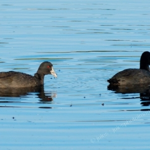 Fulica atra at Millingandi, NSW - 5 Apr 2017