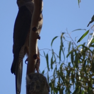 Accipiter fasciatus at Red Hill, ACT - 25 Jul 2017