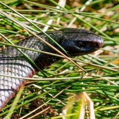 Pseudechis porphyriacus (Red-bellied Black Snake) at Millingandi, NSW - 17 Jul 2017 by JulesPhotographer