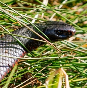 Pseudechis porphyriacus at Millingandi, NSW - 18 Jul 2017