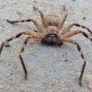 Neosparassus sp. (genus) at Wanniassa, ACT - 25 Jul 2017 03:27 PM