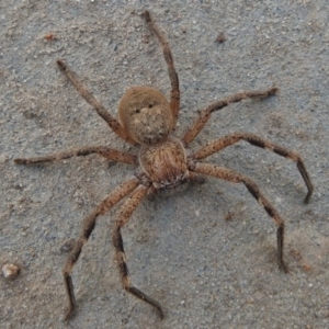 Neosparassus sp. (genus) at Wanniassa, ACT - 25 Jul 2017 03:27 PM