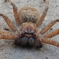 Neosparassus sp. (genus) at Wanniassa, ACT - 25 Jul 2017