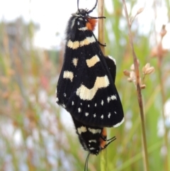 Phalaenoides tristifica (Willow-herb Day-moth) at Bonython, ACT - 26 Dec 2015 by MichaelBedingfield