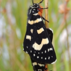 Phalaenoides tristifica at Bonython, ACT - 26 Dec 2015