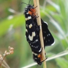 Phalaenoides tristifica at Bonython, ACT - 26 Dec 2015 07:51 PM