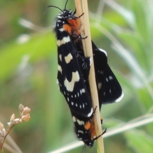 Phalaenoides tristifica at Bonython, ACT - 26 Dec 2015 07:51 PM