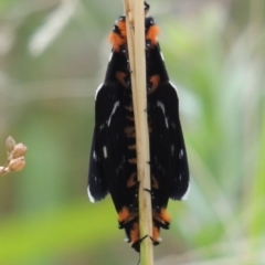 Phalaenoides tristifica at Bonython, ACT - 26 Dec 2015 07:51 PM