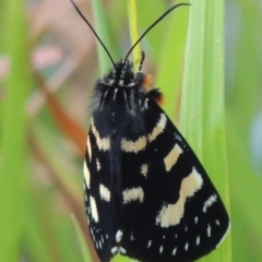 Phalaenoides tristifica (Willow-herb Day-moth) at Stranger Pond - 26 Dec 2015 by michaelb