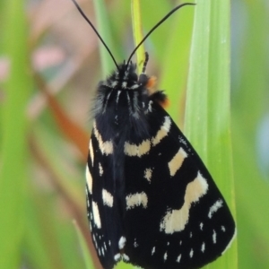 Phalaenoides tristifica at Bonython, ACT - 26 Dec 2015