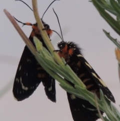 Phalaenoides tristifica at Bonython, ACT - 26 Dec 2015