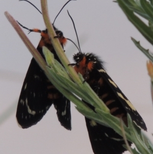 Phalaenoides tristifica at Bonython, ACT - 26 Dec 2015