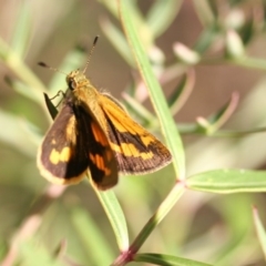 Ocybadistes walkeri (Green Grass-dart) at O'Connor, ACT - 16 Apr 2006 by ibaird