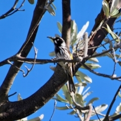 Phylidonyris novaehollandiae (New Holland Honeyeater) at Nadgee Nature Reserve - 25 Jul 2017 by RossMannell