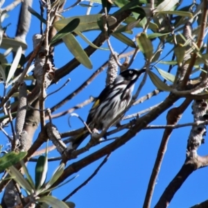 Phylidonyris novaehollandiae at Wonboyn, NSW - 26 Jul 2017 12:00 AM