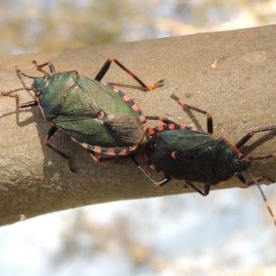 Notius depressus (Shield bug) at Tharwa, ACT - 8 Dec 2014 by michaelb