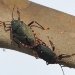 Notius depressus at Tharwa, ACT - 8 Dec 2014 07:09 PM