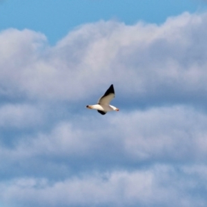 Larus pacificus at Wonboyn, NSW - 26 Jul 2017 11:48 AM