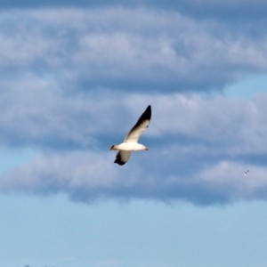 Larus pacificus at Wonboyn, NSW - 26 Jul 2017 11:48 AM