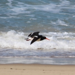 Haematopus longirostris (Australian Pied Oystercatcher) at Wonboyn, NSW - 26 Jul 2017 by RossMannell