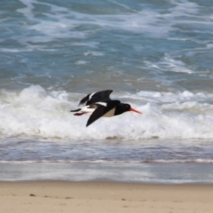 Haematopus longirostris (Australian Pied Oystercatcher) at Nadgee Nature Reserve - 25 Jul 2017 by RossMannell