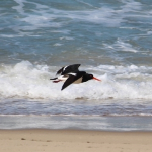 Haematopus longirostris at Wonboyn, NSW - suppressed