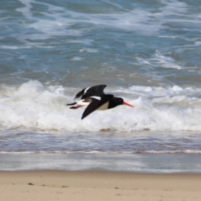 Haematopus longirostris (Australian Pied Oystercatcher) at Wonboyn, NSW - 26 Jul 2017 by RossMannell