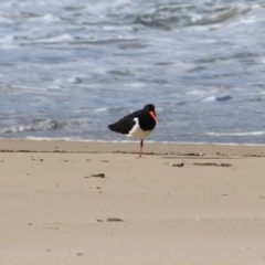 Haematopus longirostris at Wonboyn, NSW - suppressed