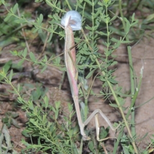 Archimantis sp. (genus) at Paddys River, ACT - 9 Dec 2014