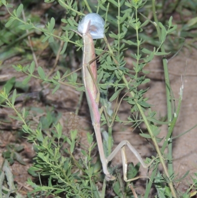 Archimantis sp. (genus) (Large Brown Mantis) at Paddys River, ACT - 9 Dec 2014 by michaelb