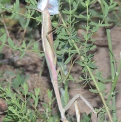 Archimantis sp. (genus) at Paddys River, ACT - 9 Dec 2014