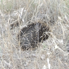 Tachyglossus aculeatus (Short-beaked Echidna) at Tharwa, ACT - 8 Dec 2014 by michaelb