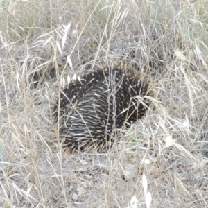 Tachyglossus aculeatus at Tharwa, ACT - 8 Dec 2014 06:54 PM