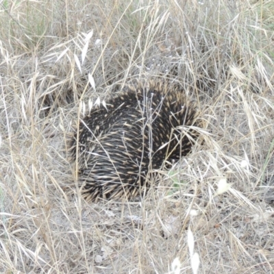 Tachyglossus aculeatus (Short-beaked Echidna) at Point Hut to Tharwa - 8 Dec 2014 by michaelb