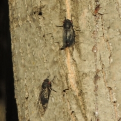 Psaltoda moerens (Redeye cicada) at Point Hut to Tharwa - 8 Dec 2014 by michaelb